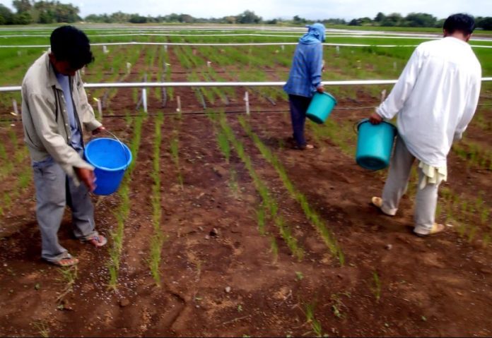 Morocco OCP tests 18 new fertilizer formulas to treat acidic soil