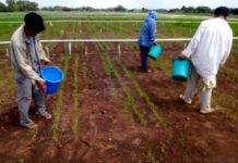 Morocco OCP tests 18 new fertilizer formulas to treat acidic soil Morocco OCP tests 18 new fertilizer formulas to treat acidic soil