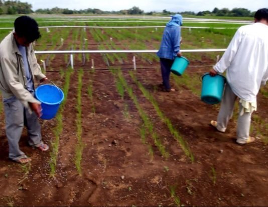 Morocco OCP tests 18 new fertilizer formulas to treat acidic soil Morocco OCP tests 18 new fertilizer formulas to treat acidic soil
