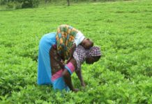 IFAD-VCDP targets 50% women participation in agriculture in Niger IFAD-VCDP targets 50% women participation in agriculture in Niger