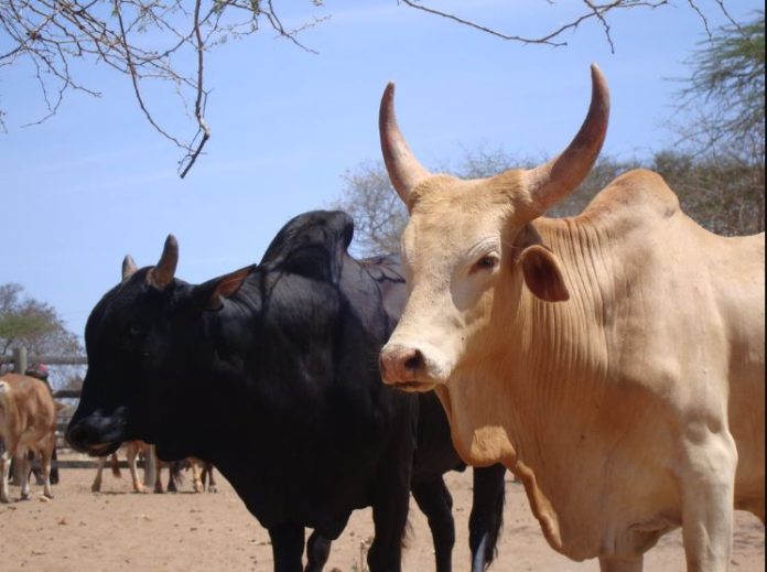 Namibia suspends livestock imports from Botswana