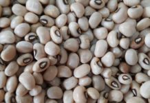 CCCFS seeks information on SARI’s GMO cowpea assessment CCCFS seeks information on SARI’s GMO cowpea assessment