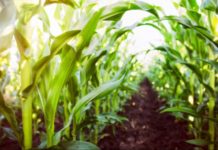 Mali to receive US $32M as part of new commitments from the US to respond to global food crisis Mali to receive US $32M as part of new commitments from the US to respond to global food crisis