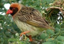 Kebbi State Nigeria battle invasion of quelea birds Kebbi State Nigeria battle invasion of quelea birds