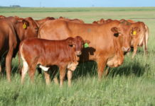 Animal specialist says use of ICT improves rural livestock production