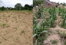 In Kenya, Biochar Improves Agricultural Output