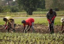 Persistent food crisis in West Africa: A golden opportunity for Benin – World Bank experts