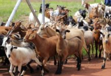 Pathogens hold Zambia’s 1 mln Goat exports to Saudi Arabia