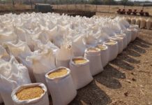 Zambia to export over 500,000 mt Maize