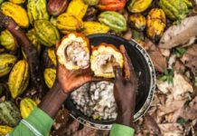 West Africa braces for tough sustainable cocoa rules in Europe