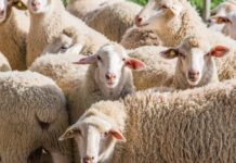 SA resumes wool exports to China