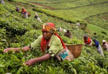 Food availability enhanced with latest harvests, but high prices persist