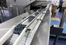 How modern grading and packing solutions enable blueberry packhouses to gain and retain competitiveness