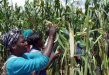 From Wheat and Corn to Horticultural Crops – Less Water, Minimal if Any Chemical Fertilizers and Pesticides