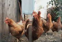 Local chicken feed could solve poultry challenges in Sierra Leone and boost maize production