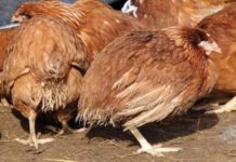 Understanding coccidiosis in poultry