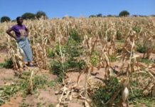 Zambia, three others to insure small scale farmers against risks