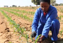 US academics design tool to guide African govts on subsidising farmers