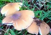 How to Identify Poisonous Mushrooms