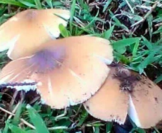How to Identify Poisonous Mushrooms