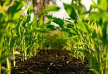 Soil Health Helps Promote Climate Resilience