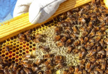 Zimbabwe revives beekeeping industry, forms new association