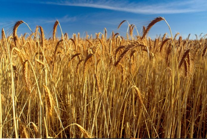 Hassan Allam awarded contract to restore 6,000Ha of land for wheat cultivation