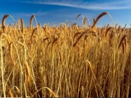 South Africa’s Wheat Industry at a Crossroads: Why Local Producers Hold the Key to Food Security Hassan Allam awarded contract to restore 6,000Ha of land for wheat cultivation
