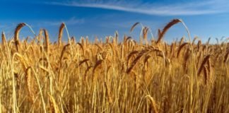 South Africa’s Wheat Industry at a Crossroads: Why Local Producers Hold the Key to Food Security Hassan Allam awarded contract to restore 6,000Ha of land for wheat cultivation