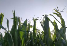 Tanzania freezes maize exports permits for Kenyan traders Tanzania freezes maize exports permits for Kenyan traders