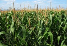 Tanzania issues new rules on Kenyan grain traders Tanzania issues new rules on Kenyan grain traders