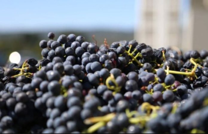 Tanzania invites investors in grape farming, wine production