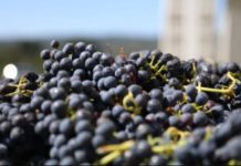 Tanzania invites investors in grape farming, wine production Tanzania invites investors in grape farming, wine production