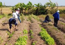 K25 billion agriculture investment scheme launched in Malawi K25 billion agriculture investment scheme launched in Malawi