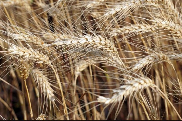 Nigeria to boost local production of wheat