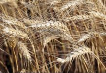 Nigeria to boost local production of wheat Nigeria to boost local production of wheat