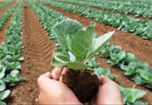 FMDQ Exchange approves N30bn commercial paper programme to boost agriculture FMDQ Exchange approves N30bn commercial paper programme to boost agriculture