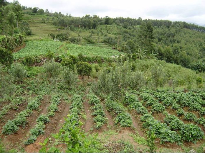 Farmers in Trans Nzoia Kenya urged to embrace crop diversification