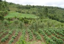 Farmers in Trans Nzoia Kenya urged to embrace crop diversification Farmers in Trans Nzoia Kenya urged to embrace crop diversification