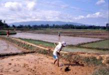 KOICA, MOFA holds training in Ghana on improved rice production KOICA, MOFA holds training in Ghana on improved rice production