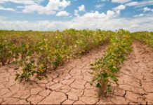 Egypt, US launch initiative to adapt to clime changes Egypt, US launch initiative to adapt to clime changes