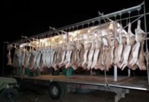 Botswana to cull cattle to fight disease outbreak Botswana to cull cattle to fight disease outbreak