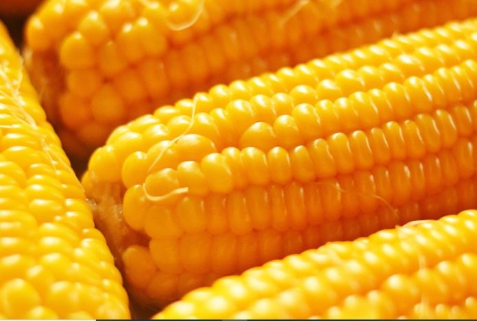 Kenya to support growing of yellow maize