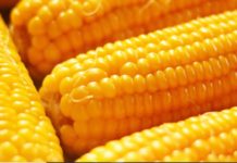 Kenya to support growing of yellow maize Kenya to support growing of yellow maize