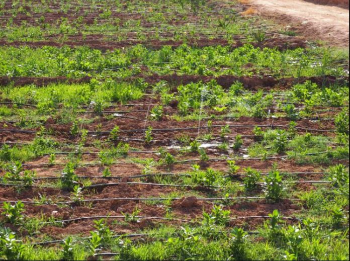 Morocco obtains new organic certification