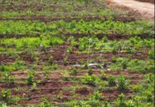 Morocco obtains new organic certification Morocco obtains new organic certification
