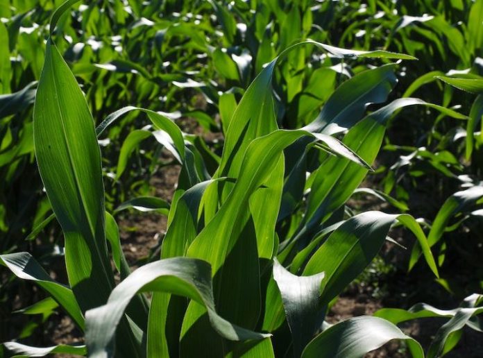 Nigeria targets 10MT per hectare maize production by 2025