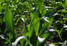Nigeria targets 10MT per hectare maize production by 2025 Nigeria targets 10MT per hectare maize production by 2025