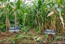 Morocco raises minimum wage for agriculture, industry workers Morocco raises minimum wage for agriculture, industry workers