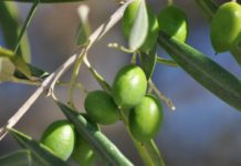 APNI, INRA organize workshop for olive trees production in Morocco APNI, INRA organize workshop for olive trees production in Morocco
